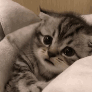 人妻被藏獒日出白浆H
